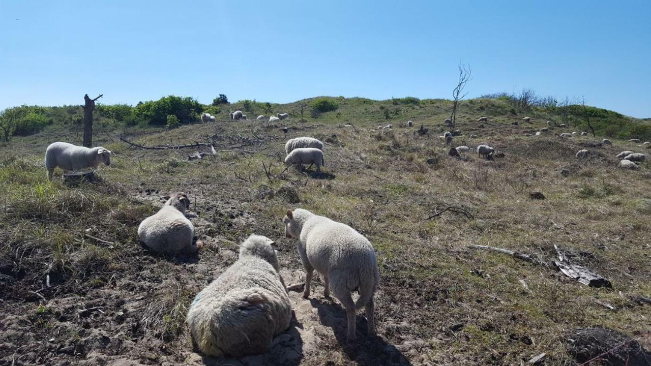 Vrijstaande Blokhut Villa Egmond-Binnen Dış mekan fotoğraf